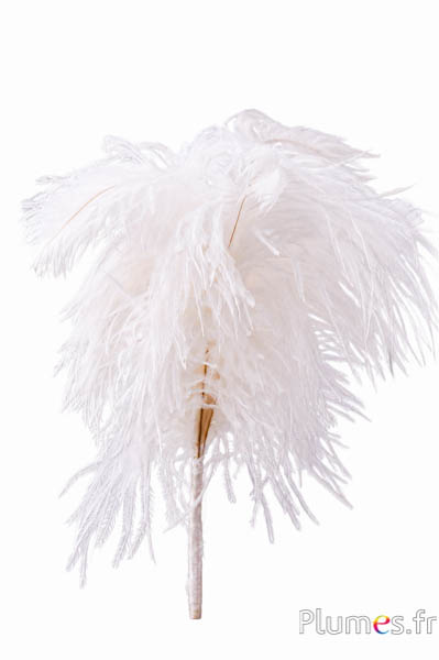 Federbusch Strauss - 4 Federn, Höhe 20-24 cm - creme-weiss